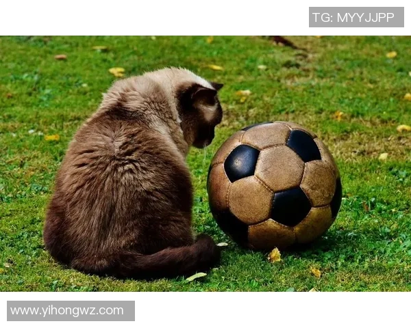 猫系足球明星的魅力与风采探索之旅 猫系足球明星的魅力与风采探索之旅